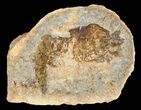 Triassic Fossil Shrimp From Madagascar #5162-1